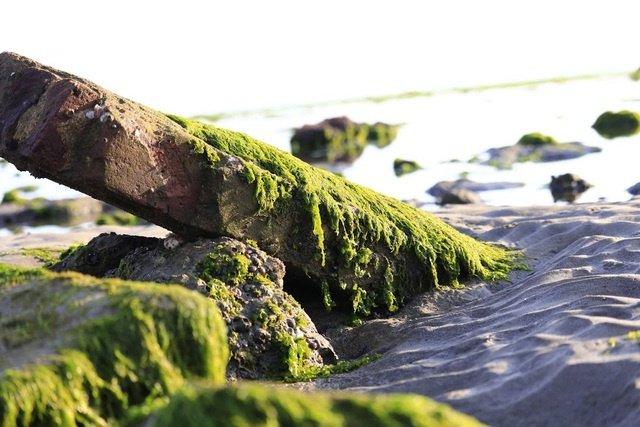 Rong rêu là một trong những loài sinh vật biển thú vị nhất. Hãy cùng đắm mình vào một thế giới đầy sắc màu và kỳ vĩ của rong rêu!